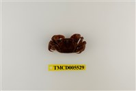 藏品(雙齒近相手蟹)的圖片